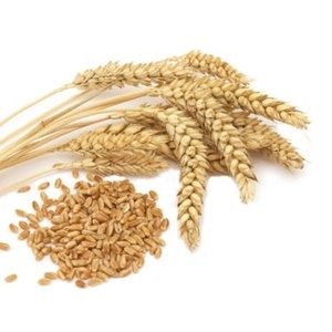 Semillas de Cebada Secas Naturales de Grado Alimenticio e Ingrediente de Malta a Granel para Hornear y Cocinar, Almacenamiento en Frío y Seco, Vida Útil de 2 Años - Product Image 2