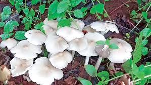 PUREMYCO TERMITE <b>MUSHROOM</b> - Product Image 5