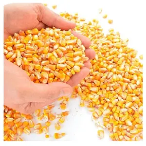 Alimentación para ganado, maíz amarillo, mejor calidad y precio más barato
