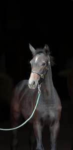 Cabestro de potro de cuero-Cabestro de caballo de cuero cómodo y duradero negro y estilo de cuero de brida - Product Image 5