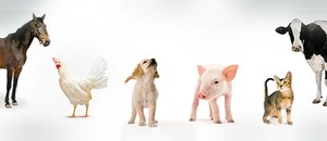 Alimento para animales de alta calidad, harina de sangre, alto contenido de proteínas para la cría de cerdos de pescado, mejor precio, fabricantes exportadores de venta completa - Product Image 4