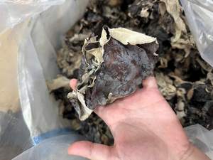 Suministro de hongos de la oreja de la nube de Vietnam, que ofrecen una estructura de oído intacta y un grosor consistente para la compra al por mayor - Product Image 1