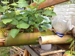 Outdoor Hydro Set up with Bamboo Gutters| Bamboo for Sale Decoration Bamboo <strong>Trellis</strong> From VietNam - Product Image 3