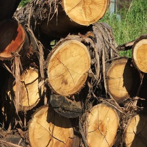 Divers types de bois, y compris les grumes rondes d'eucalyptus Bon prix sur les grumes rondes d'épicéa - Product Image 2