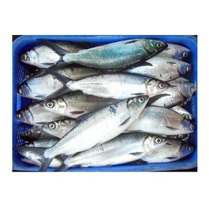 Poisson laitier congelé – Fruits de mer congelés pour la vente au détail et la distribution - Product Image 6