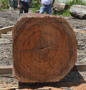 Exportador de madera Jatoba de alta calidad Troncos Jatoba para la producción de madera Proveedor de madera Jatoba - Product Image 6