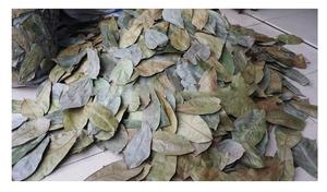 Feuilles de corossol naturelles - Feuilles de graviola de qualité supérieure pour l'exportation avec un prix compétitif sur le marché 2024 - Product Image 2