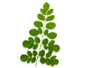 Herbes de Moringa Olivera biologiques de la meilleure qualité pour les compléments alimentaires, les applications alimentaires et les formulations de soins de la peau, disponibles en promotion - Product Image 2