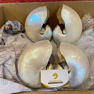 Cámara decorativa de lujo moderna para Nautilus Shell Elegante concha de mar en espiral de Vietnam pulida para interior exclusivo - Product Image 1