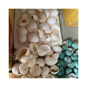 Hermosas conchas de Caracol naturales, artesanías, conchas marinas para decoración de 99 Gold Data - Product Image 2