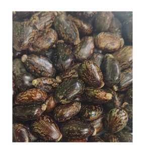 Semillas de ricino de doble lengua de primera calidad para extracción de aceite, Exportación a granel desde la India, 12 meses de vida útil - Product Image 3