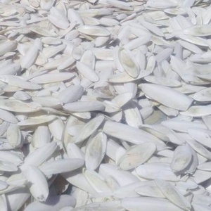 Exportation os de seiche du fournisseur vietnamien à bon prix - Product Image 3