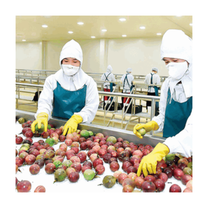 HOTSALE Fruits de la passion surgelés du Vietnam-Vente en gros de purée de fruits tropicaux pour smoothies, boissons et desserts - Product Image 4