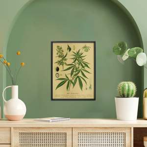 Vintage Educational Hemp <b>Poster</b> Art Print Cannabis Sativa L. in Paper Material - Product Image 3