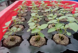 แผ่นดิสก์ COCO พรุต้นกําเนิดจากเวียดนามสำหรับสวนสถานรับเลี้ยงเด็กแบบยั่งยืนปลั๊กฐานทอง99ข้อมูล - Product Image 5