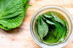 GRAN CANTIDAD EXPORT HOJAS FRESCAS DE PERILLA CON PRECIO COMPETITIVO EXTRACTO EN POLVO - Product Image 5