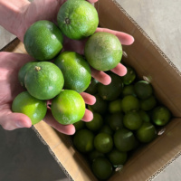 Citroenen zonder pit, natuurlijk, eenvoudig beter - Vietnam oorsprong TECHMIFOOD Koude opslag 30-45 dagen houdbaarheid voor sapverwerking