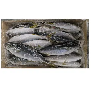 Wholesalers Other Buyers Food Round Yellowtail Frozen Fish Seafood