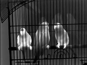 Visore Termico Longot A6 PRO 256*192 Monoculare a Immagini Termiche per Cacciatori 1200G Visione Termica Migliorata - Product Image 5