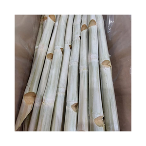 Palo de caña de azúcar congelado de alta calidad para jugos y bebidas Producto de categoría vegetal - Product Image 1