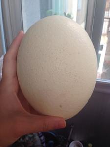 Toplu Tedarik Taze Korunmuş Devekuşu Yumurtaları Sarısı <span class=keywords><strong>Protein</strong></span>/Vitamin Açısından Zengin Özel Siparişler Kabul Edilir Restoranlar Koleksiyoncular Sanatçılar - Product Image 2