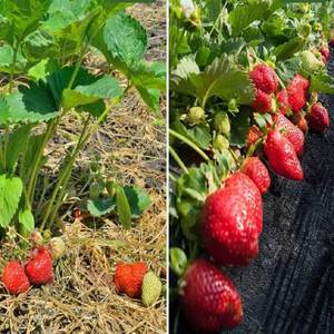 3 rotoli di 1x10m foglio di pacciame nero tessuto di feltro Anti-erbaccia con protezione UV gelo 30m totale per agricoltura ortaggi giardino - Product Image 3
