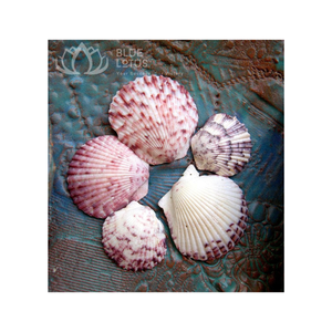 Artesanías de decoración y más Descubra las conchas de vieiras perfectas para conchas de vieiras artesanales de alta calidad y versátiles - Product Image 1