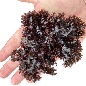 Accès anticipé exclusif: 10% de réduction sur les commandes passées avant le 20 mai-Premium Irish Moss (Seamoss Gold - Purple - chondrus crispus) - Product Image 3
