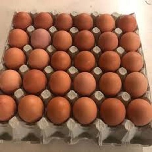 Huevos Frescos de Gallina Premium para Exportación, Cáscara Marrón y Blanca, Suministro Directo de Granja, Precio al por Mayor, Envío Rápido - Product Image 4