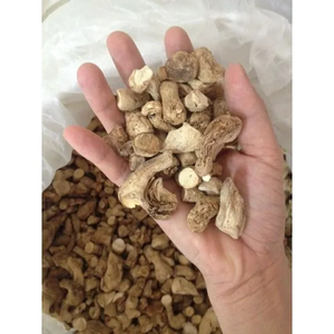 Tallo de hongo triturador de piernas bueno para la salud Cultivado nuevo cultivo de alta calidad - Product Image 3