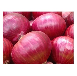 Cebolla Fresca, Cebolla Roja / Cebolla Dorada, Alta Calidad, Mejor Precio - Product Image 1