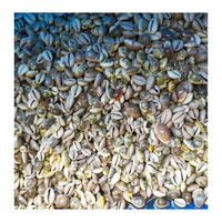 Coquille de cauri du Vietnam par 99 données d'or pour la fabrication de bracelets et accessoires décoratifs utilisant une coquille de cauri naturelle