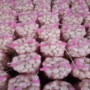 Fresh <b>red</b> garlic <b>bulb</b> Pure white garlic cloves Organic garlic for cooking Premium quality garlic - Product Image 2