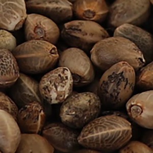 Proveedor de Semillas de Cáñamo Orgánicas al por Mayor Semillas de Cáñamo Naturales - Product Image 2