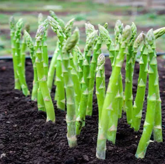 Wholesale Fresh Asparagus 100% Natural, Premium Quality, Competitive Price