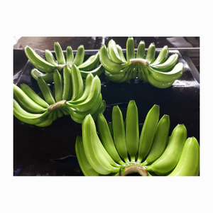 Proveedor vietnamita que vende plátano Cavendish fresco natural 100% para compradores mayoristas, frutas tropicales frescas, proveedor superior - Product Image 5