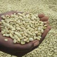 Grains de café vert de meilleure qualité