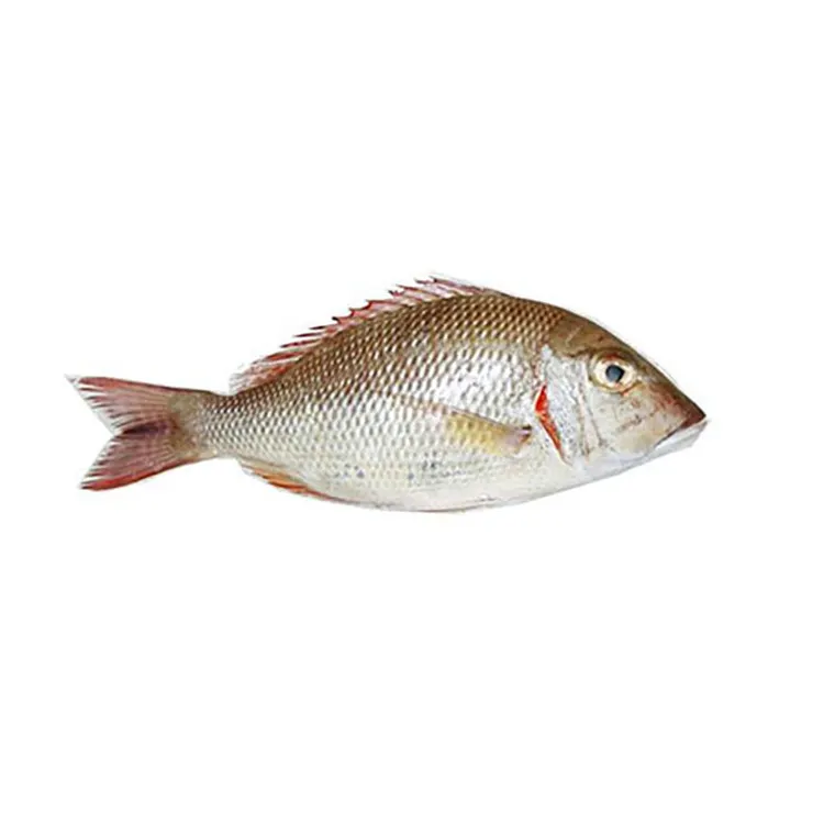 Vente en gros de nouveaux poissons frais surgelés empereur fournissent des fruits de mer naturels nutritifs à faible teneur en gras du Vietnam