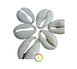 Coquillage de cauris poli Coquillage de cauris naturel au meilleur prix pour l'exportation collecté au Vietnam - Product Image 1