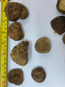 Champignon Shiitake séché naturel du Vietnam avec un prix compétitif - Product Image 6