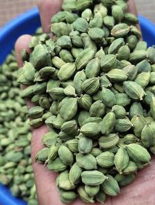 ซื้อกระวานเขียวหอมสำหรับผลิตอาหารในราคาขายส่ง - Product Image 2