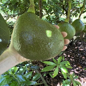 Se venden aguacates orgánicos a precio mayorista. Compre aguacate normal de nosotros - Product Image 4