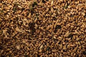 Grain de seigle à vendre à bas prix/Vente en gros Grains de seigle biologique en vrac - Product Image 6