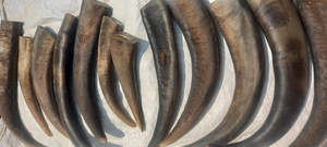 Good Quality Customized for Sale in Bulk <b>Buffalo</b> <b>Horn</b> and <b>Horn</b> Tip/OX Natural Quality OX and <b>Buffalo</b> <b>Horn</b> Tip for Sale at Price - Product Image 2
