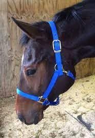Cabestro de Nailon Resistente para Caballo con Herrajes de Acero Inoxidable y Correas de PVC, Tamaño y Color Personalizables, Estilo de Silla Inglesa - Product Image 5