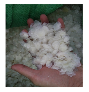 ขนาดปลาดิบจากเวียดนาม - Product Image 6