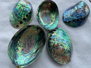 Ormeau Coquillages Shell Artisanat Décor de plage côtière - Product Image 5