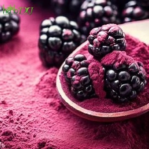 Bio Gefrier getrocknetes Brombeer pulver Brombeer pulver Brombeer saft pulver - Product Image 1