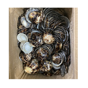 Limpet เปลือกหอยขัดเงา MOQ 50 ชิ้น - เปลือกหอยธรรมชาติ - เปลือกหอยฝีมือ - อุปกรณ์จี้ - Patella vulgata - Product Image 1