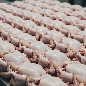 Pollo entero congelado de alta calidad disponible a granel, pesos personalizables de 800 gramos a 2200 gramos, ideal para mercados globales - Product Image 4